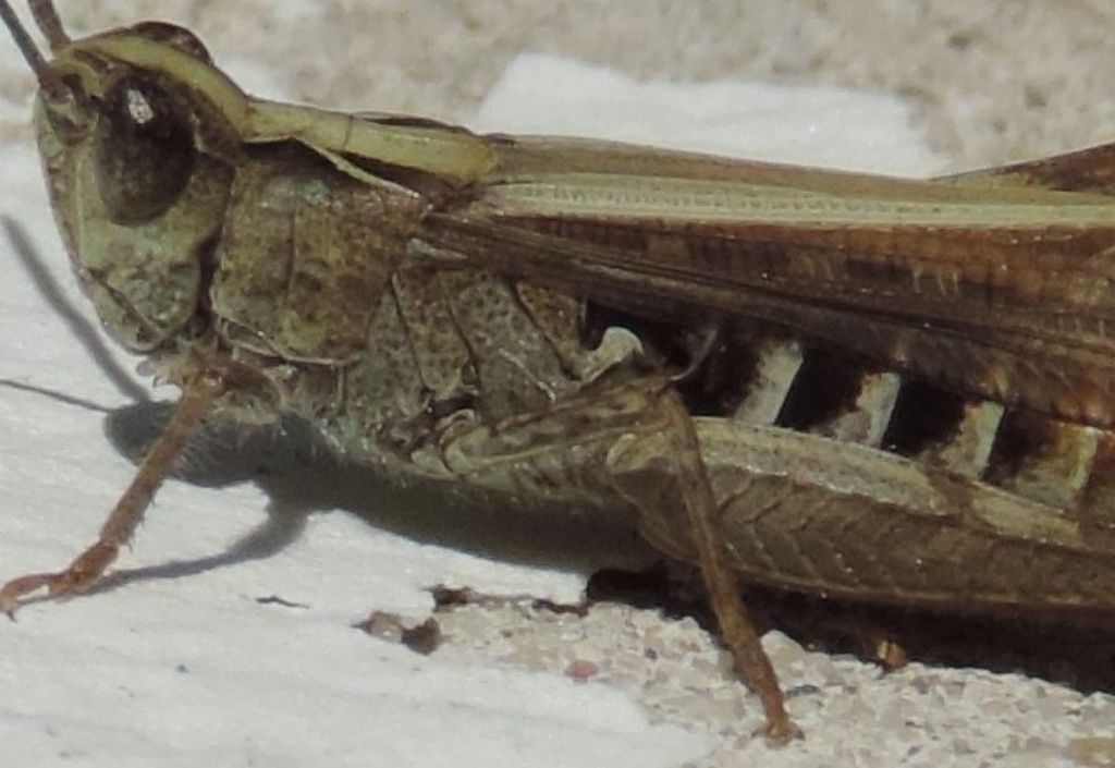 Chorthippus (Glyptobothrus) brunneus brunneus (Thunberg, 1815)?